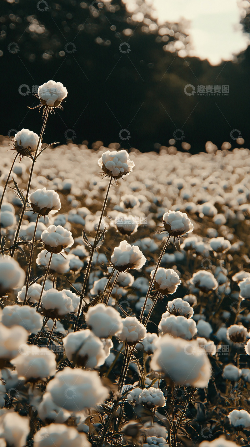 高清大图下载【趣麦麦图】-棉花田夕阳