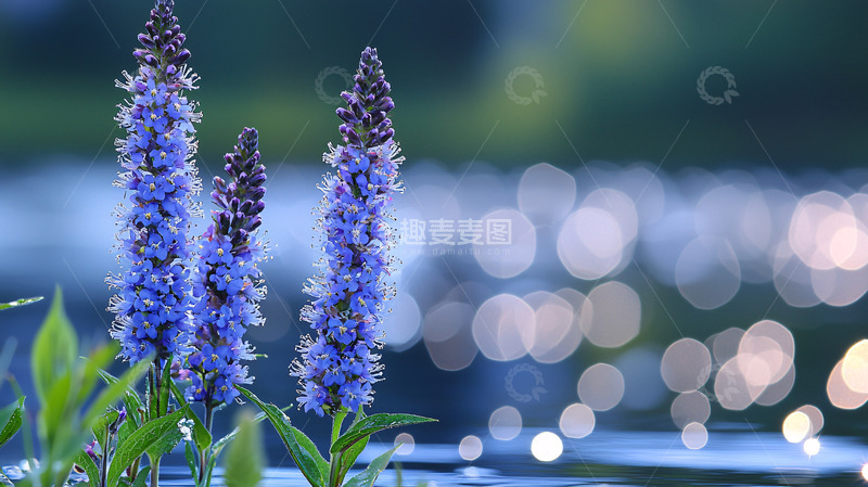 高清大图下载【趣麦麦图】紫色花朵