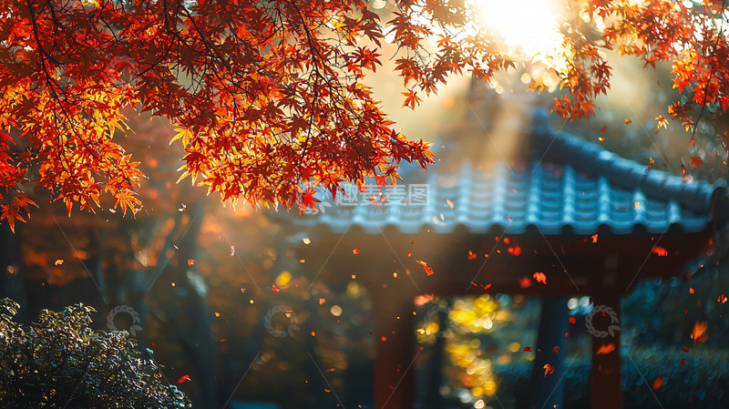 高清大图下载【趣麦麦图】秋日红叶