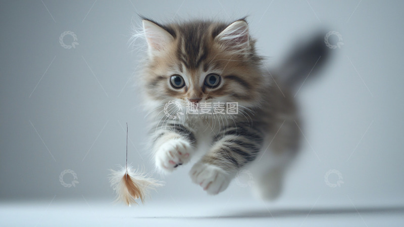 高清大图下载【趣麦麦图】可爱的小猫奔跑