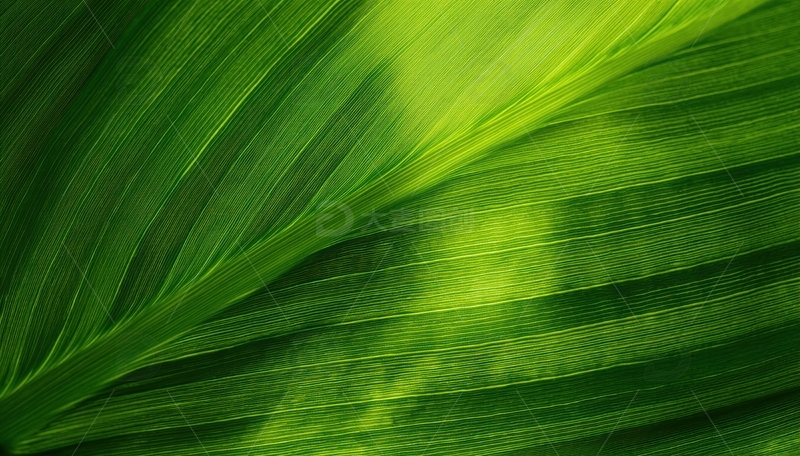 高清大图下载【趣麦麦图】绿色叶片的光影交织画面