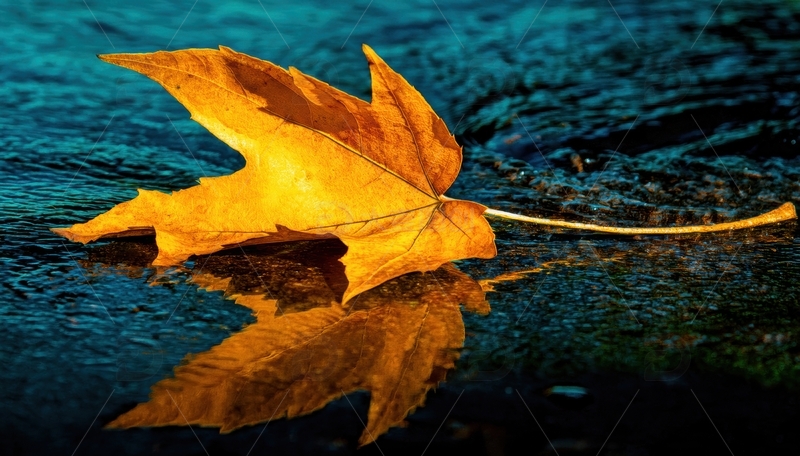 高清大图下载【趣麦麦图】金黄枫叶于水面的倒影1