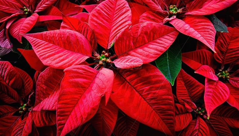 高清大图下载【趣麦麦图】鲜艳红色一品红叶片聚集