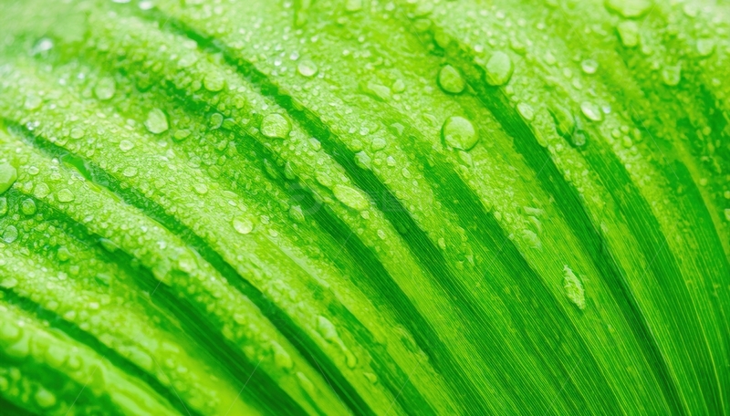 高清大图下载【趣麦麦图】带水珠的绿色叶片纹理图