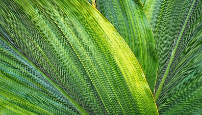高清大图下载【趣麦麦图】黄绿条纹状叶片的景致
