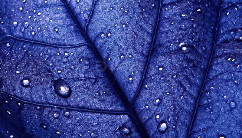 高清大图下载【趣麦麦图】深蓝叶片上的水珠特写