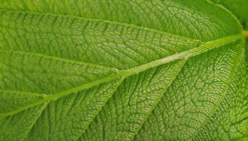 高清大图下载【趣麦麦图】鲜绿叶片的细腻纹理展示