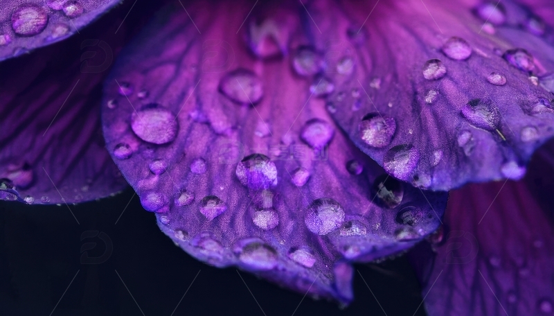 高清大图下载【趣麦麦图】带水珠的紫色叶片近景