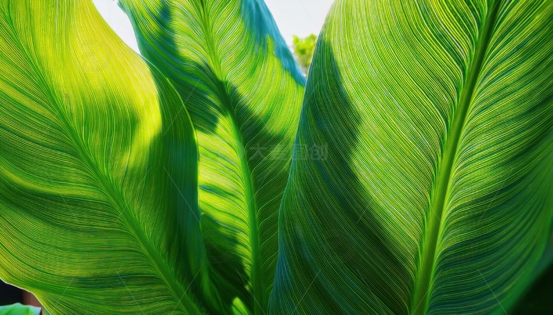 高清大图下载【趣麦麦图】阳光下的翠绿长形叶片