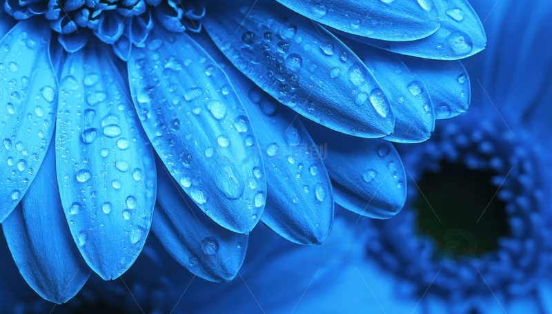 高清大图下载【趣麦麦图】蓝花瓣上的水珠景致