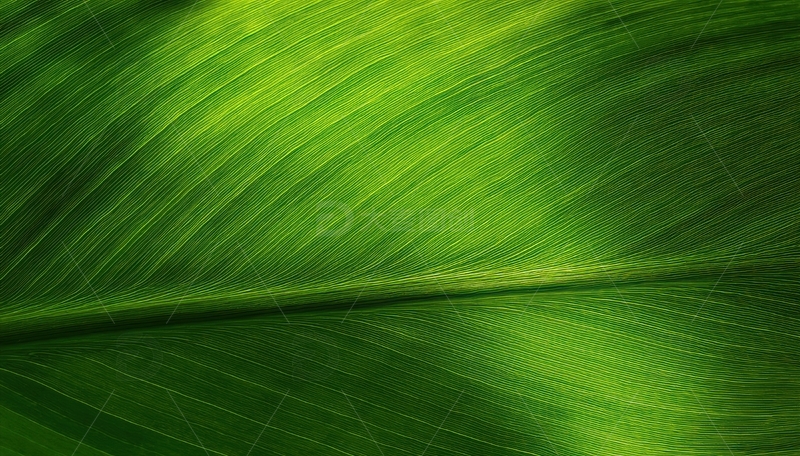 高清大图下载【趣麦麦图】阳光下的绿色叶片脉络