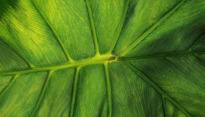 高清大图下载【趣麦麦图】大型绿叶的叶脉分布景象