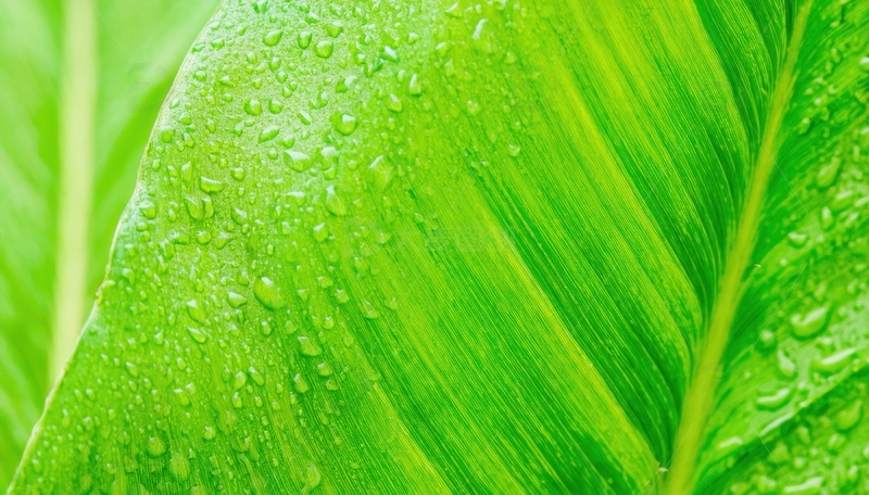 高清大图下载【趣麦麦图】带水珠的翠绿叶片特写
