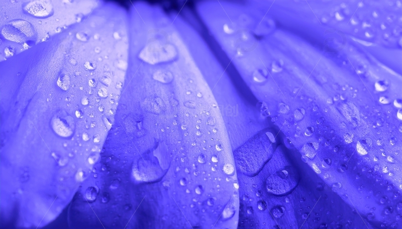 高清大图下载【趣麦麦图】覆水珠的紫色花瓣特写1