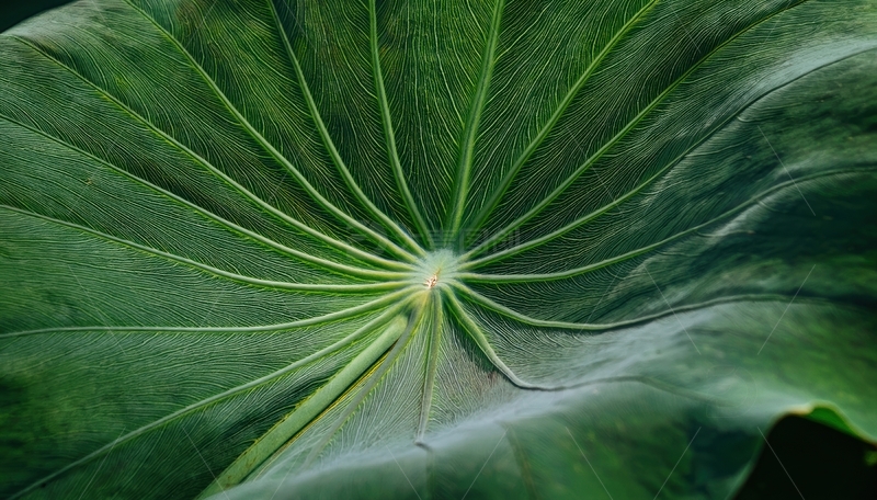 高清大图下载【趣麦麦图】大型绿色叶片的放射状脉络