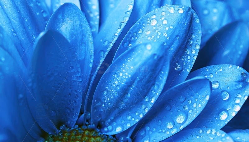 高清大图下载【趣麦麦图】带水珠的蓝色花卉特写