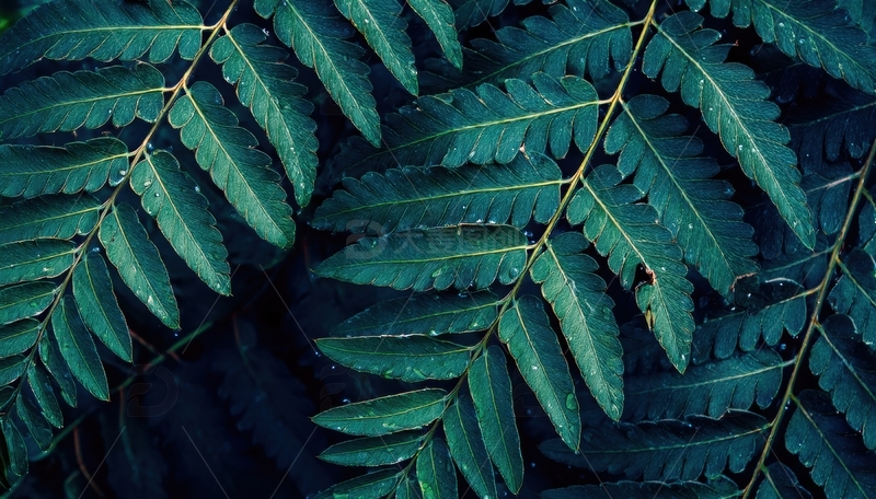 高清大图下载【趣麦麦图】深绿羽状叶片的排列画面