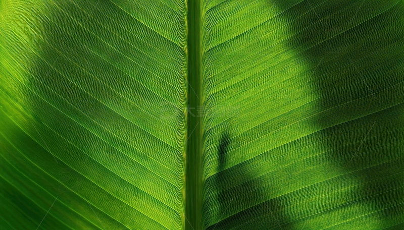 高清大图下载【趣麦麦图】翠绿叶片纹理特写