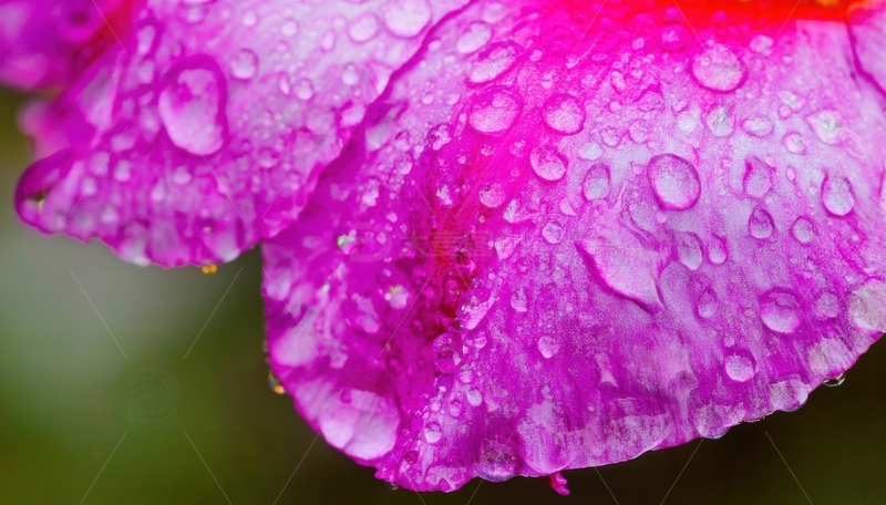 高清大图下载【趣麦麦图】带水珠的玫红色花瓣1