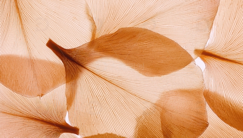 高清大图下载【趣麦麦图】浅棕叶片的纹理与光影