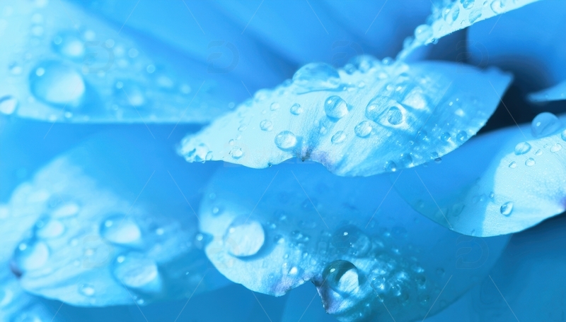 高清大图下载【趣麦麦图】覆水珠的蓝色花瓣画面