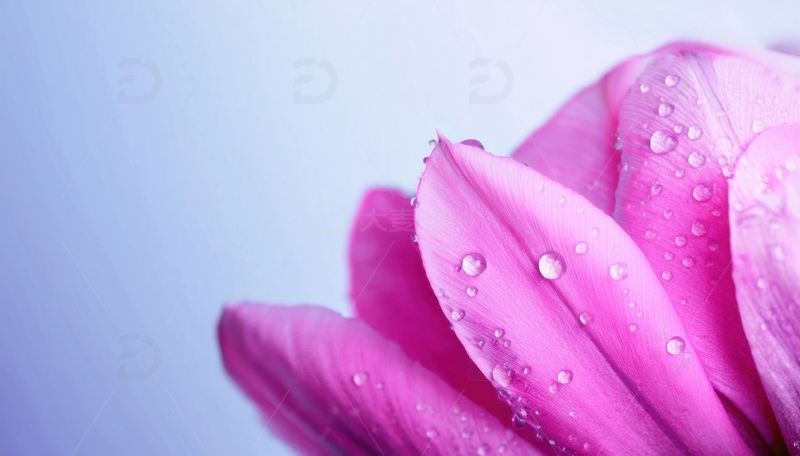 高清大图下载【趣麦麦图】覆水珠的粉色花瓣景致1