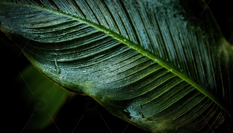 高清大图下载【趣麦麦图】暗调下的叶片脉络纹理图