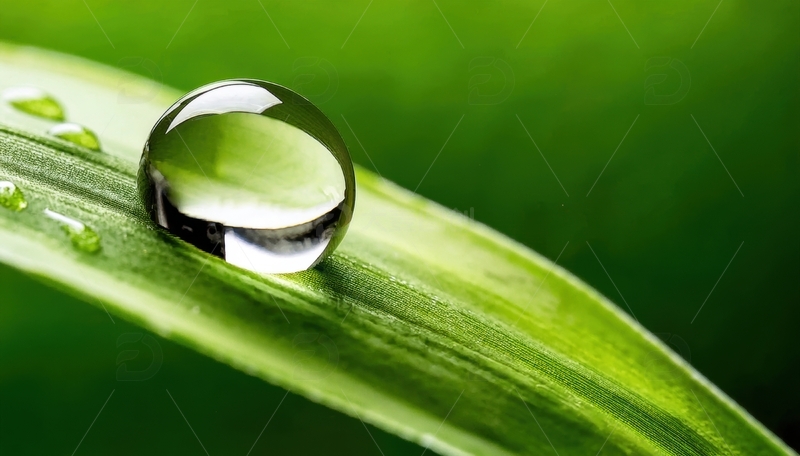 高清大图下载【趣麦麦图】水珠点缀的绿色叶片