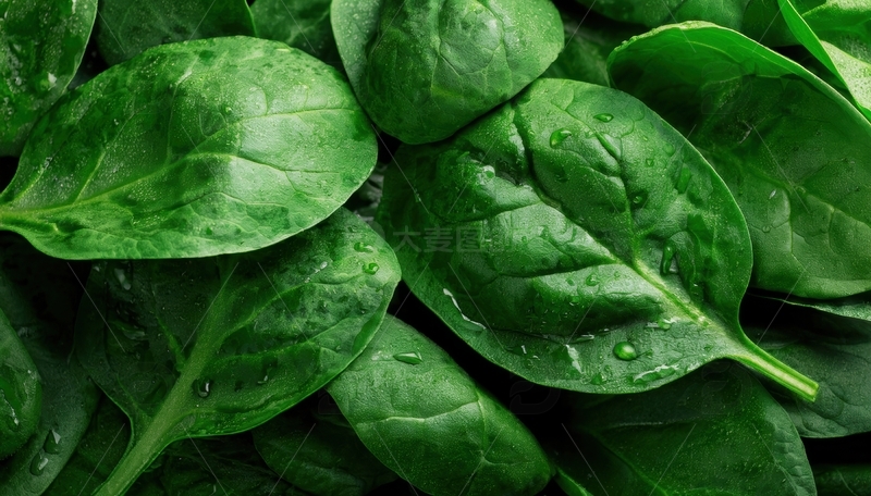 高清大图下载【趣麦麦图】覆水珠的菠菜叶片集合1