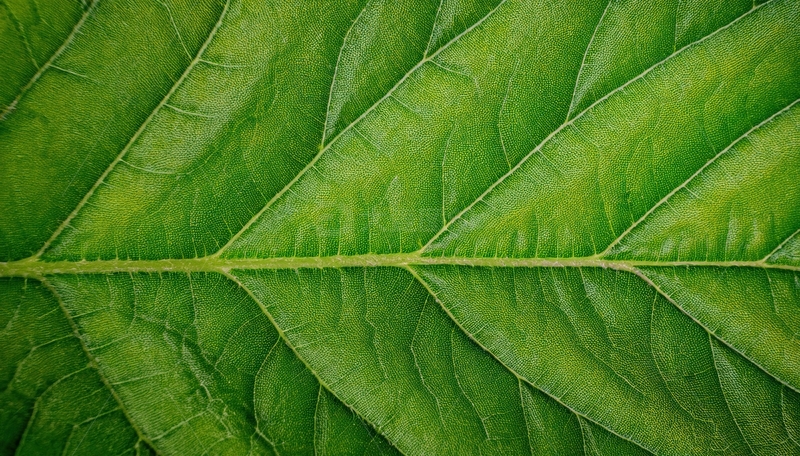 高清大图下载【趣麦麦图】对称纹理的绿色叶片画面