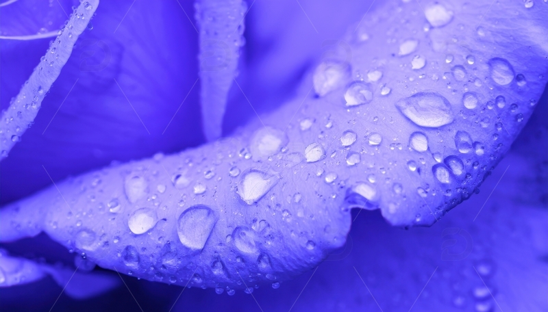 高清大图下载【趣麦麦图】带水珠的紫色玫瑰花瓣1