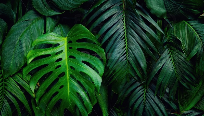 高清大图下载【趣麦麦图】茂密的龟背竹叶群像