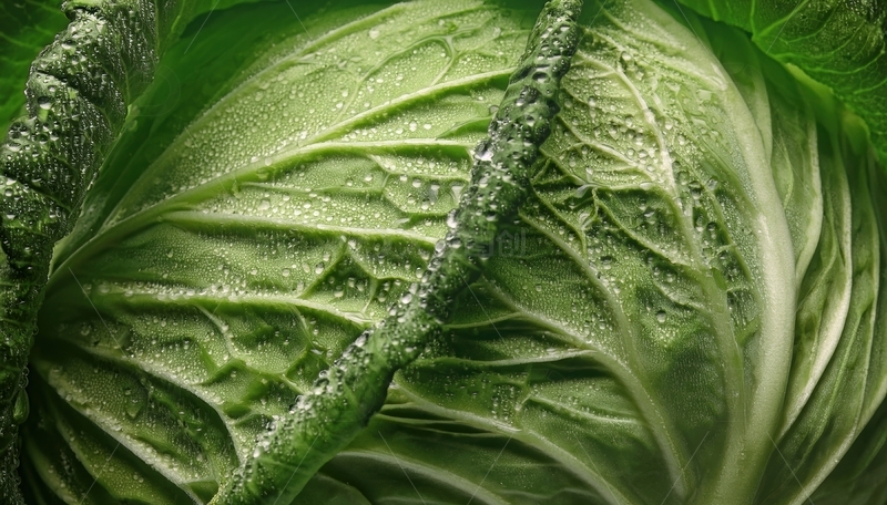 高清大图下载【趣麦麦图】带水珠的卷心菜叶片特写