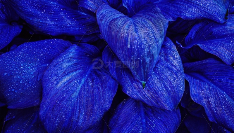 高清大图下载【趣麦麦图】带水珠的深蓝心形叶片