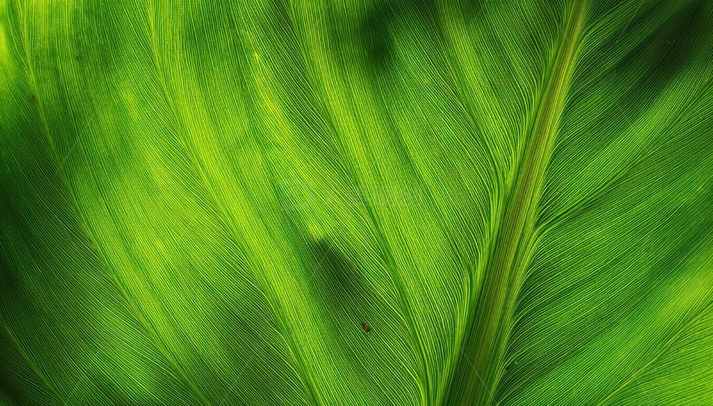 高清大图下载【趣麦麦图】带光影的绿色叶片纹理图