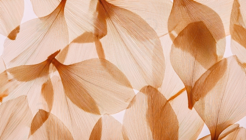 高清大图下载【趣麦麦图】浅棕叶片的层次与光影