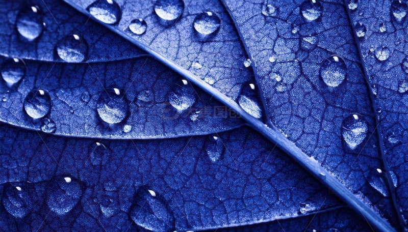高清大图下载【趣麦麦图】覆水珠的深蓝叶片纹理