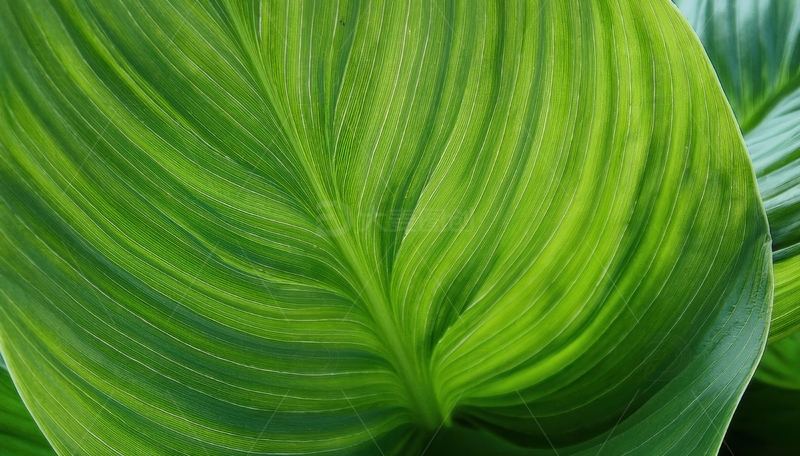 高清大图下载【趣麦麦图】大尺寸波纹绿叶特写