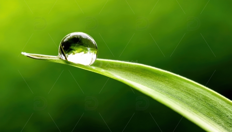 高清大图下载【趣麦麦图】叶片上晶莹的水珠特写