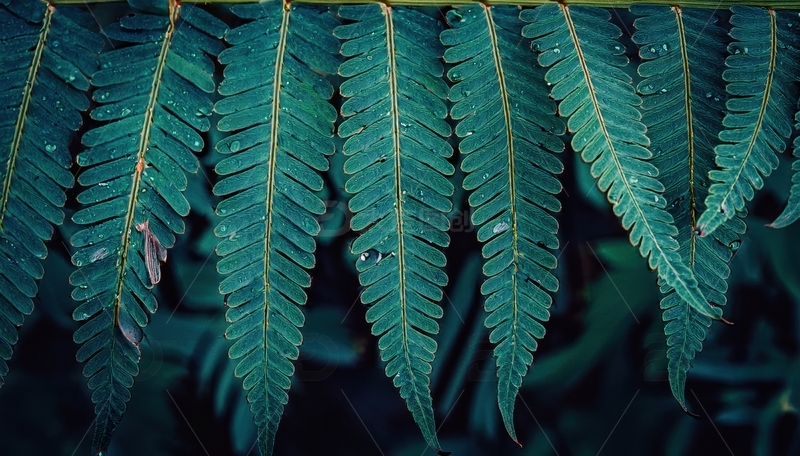 高清大图下载【趣麦麦图】深绿羽状蕨类叶片特写