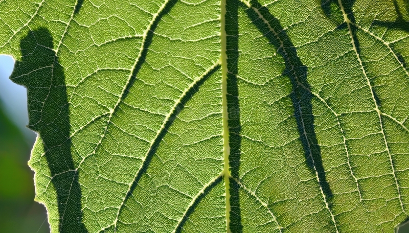 高清大图下载【趣麦麦图】阳光下叶片脉络与阴影画面