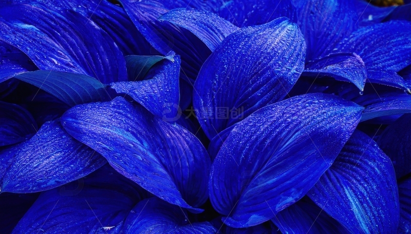 高清大图下载【趣麦麦图】深蓝叶片的紧密簇拥