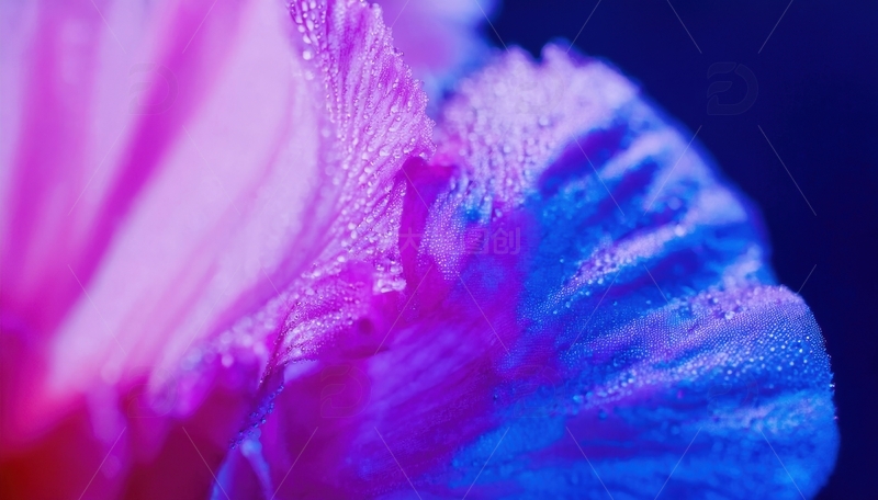 高清大图下载【趣麦麦图】粉蓝渐变花瓣带水珠画面