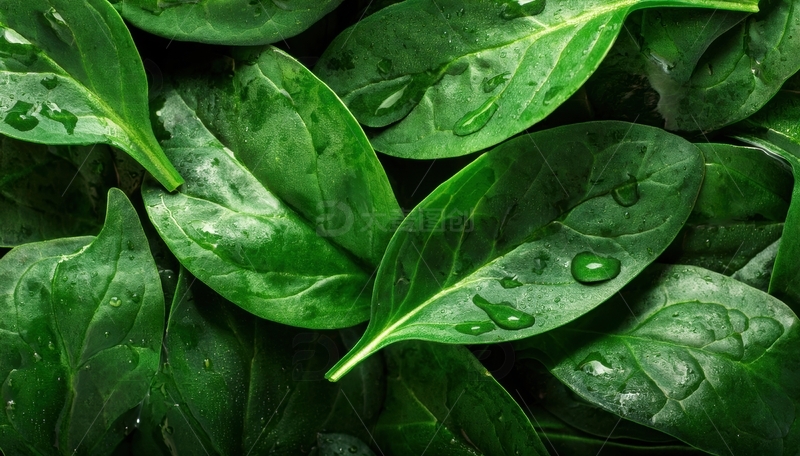 高清大图下载【趣麦麦图】带水珠的新鲜菠菜叶1
