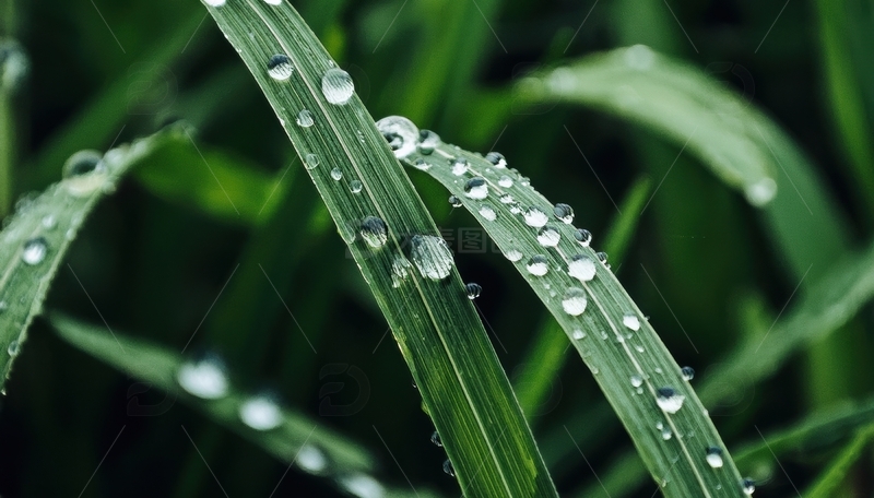 高清大图下载【趣麦麦图】覆水珠的青草叶片景象