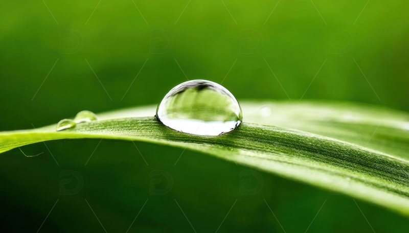 高清大图下载【趣麦麦图】叶片上的水珠与绿意