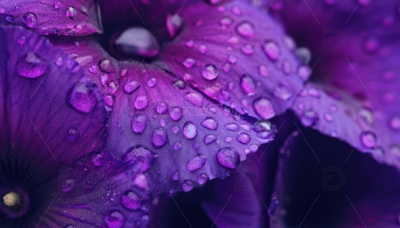 高清大图下载【趣麦麦图】覆水珠的紫色花卉叶片