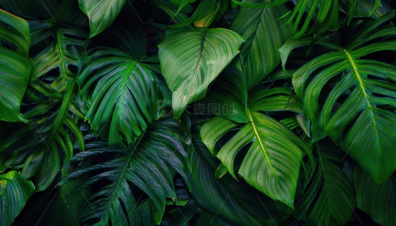 高清大图下载【趣麦麦图】繁茂的热带绿叶集合