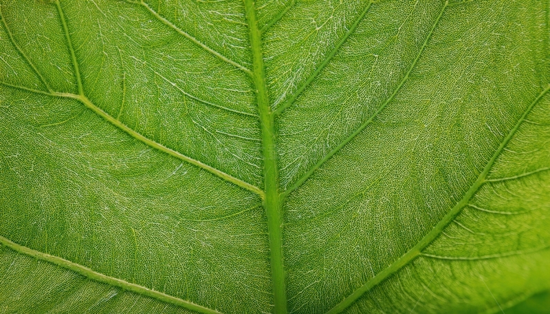 高清大图下载【趣麦麦图】宽大绿叶的主脉与侧脉景观