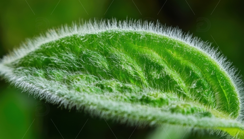 高清大图下载【趣麦麦图】绒毛覆盖的绿色叶片特写